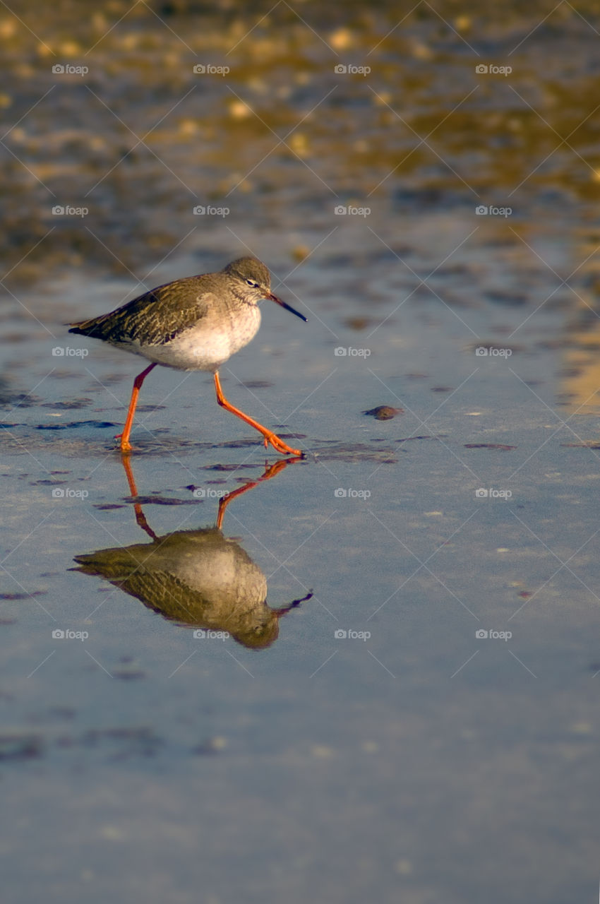 Redshank (Tringa totanus)