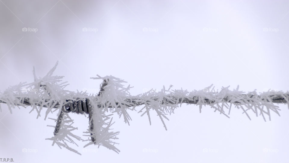 frost crystals frozen on barbed wire