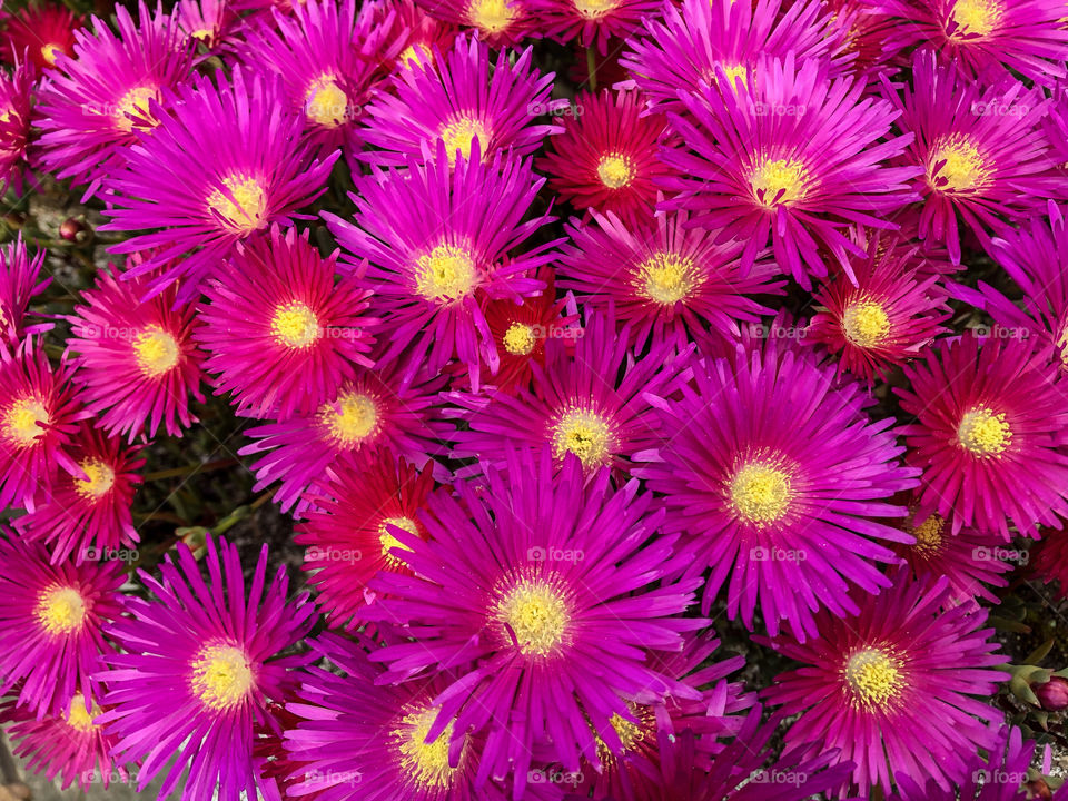 A mass of shocking pink Livingston Daisies