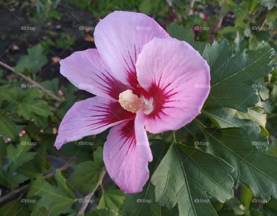 hibiscus flower