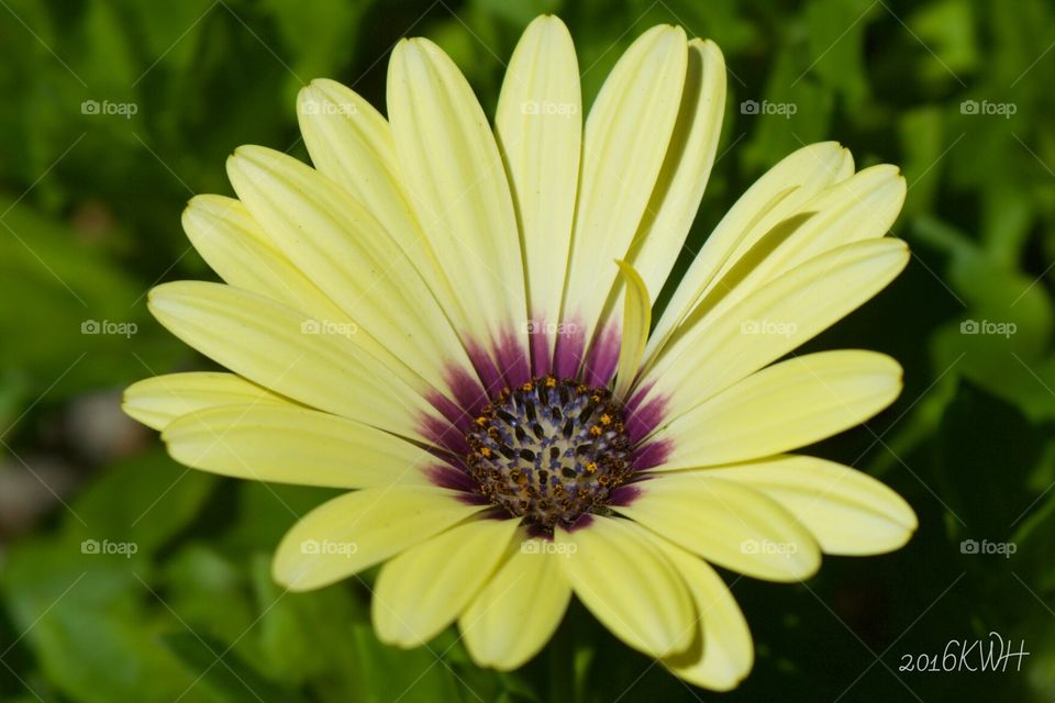 Garden flower, blue eyed beauty, African yellow daisy