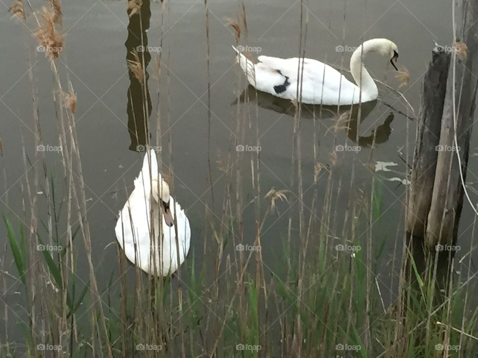 Swans