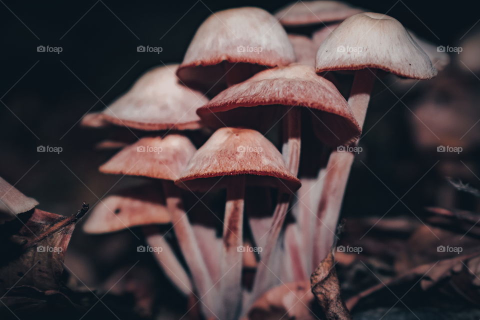 Red mushrooms