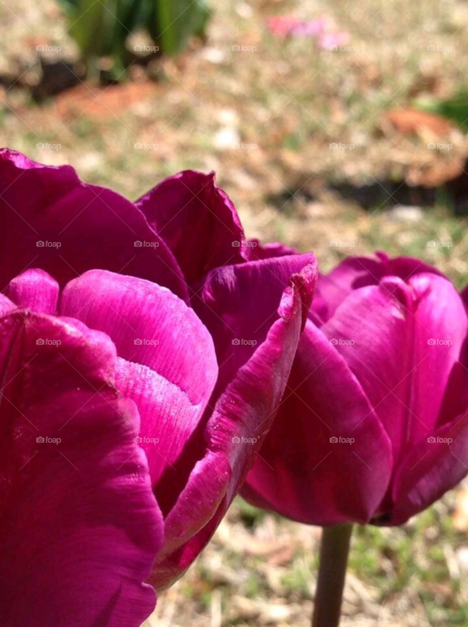 Tulips. Pink tulips 