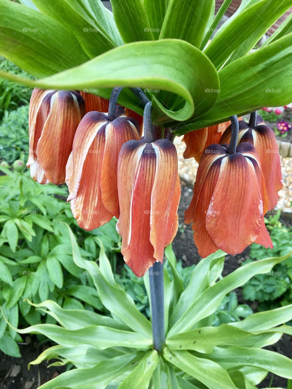 Colourful Springtime flower 