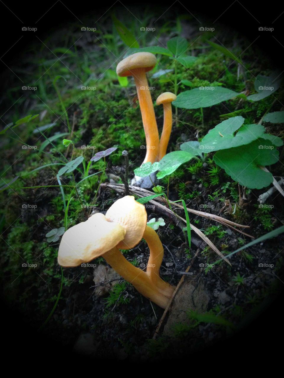 Yellow Mushrooms