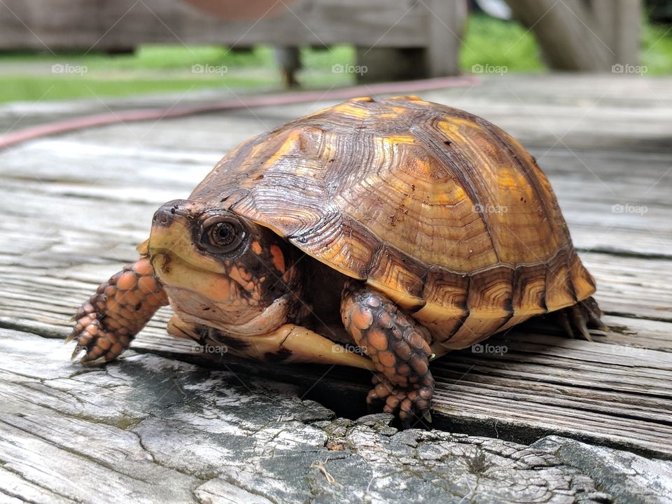 box turtle