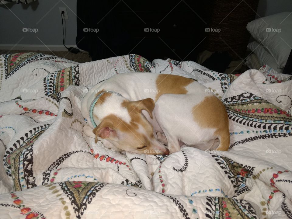 cute dog asleep on messy bed