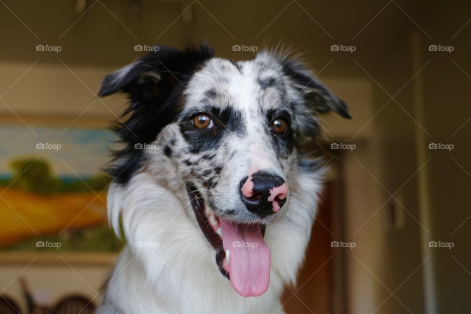 Portrait of dog with sticking out tongue