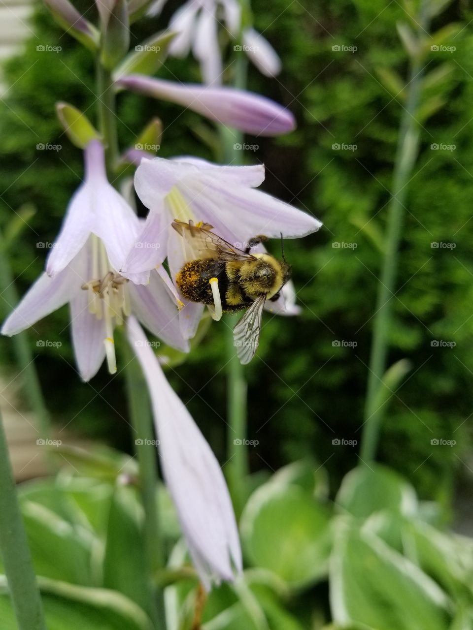 bee