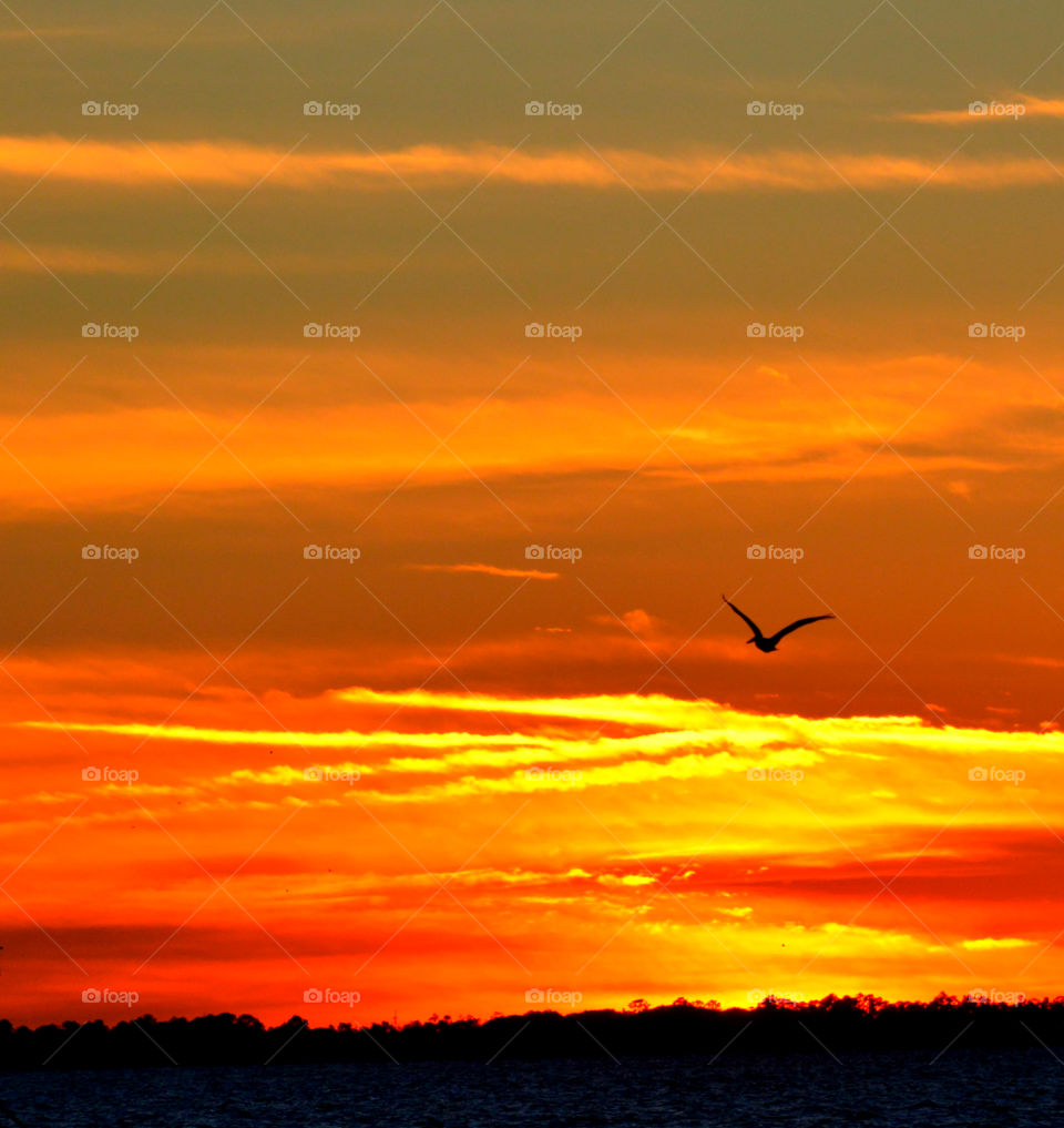 A Brown Pelican soars through the air in a spectacular sunset over Choctawhatchee Bay!