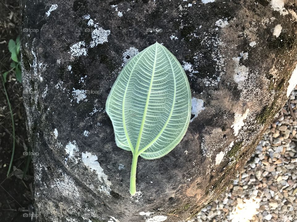 Leaf on rock