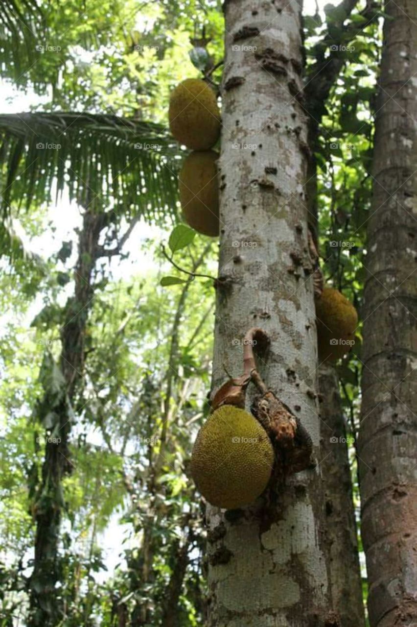 jackfruit srilanka