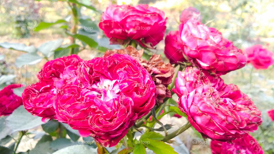 Beautiful Red Rose With Natural Background