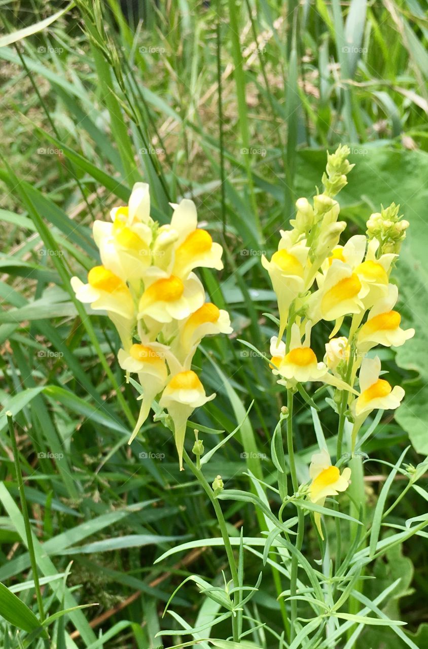 Wild Snapdragons/"Butter & Eggs"