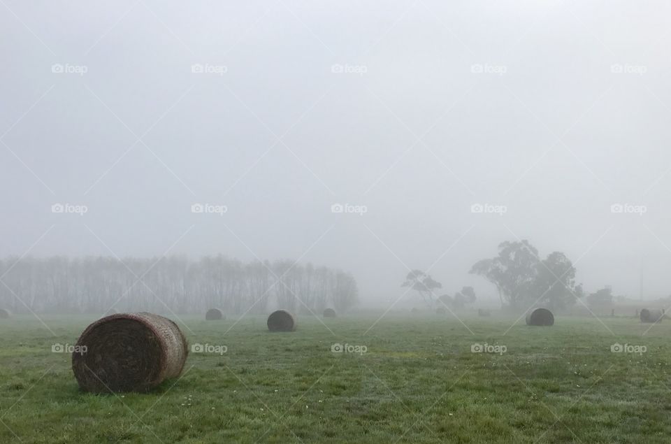 Early morning heavy fog on the farm. Pakenham Victoria Australia 