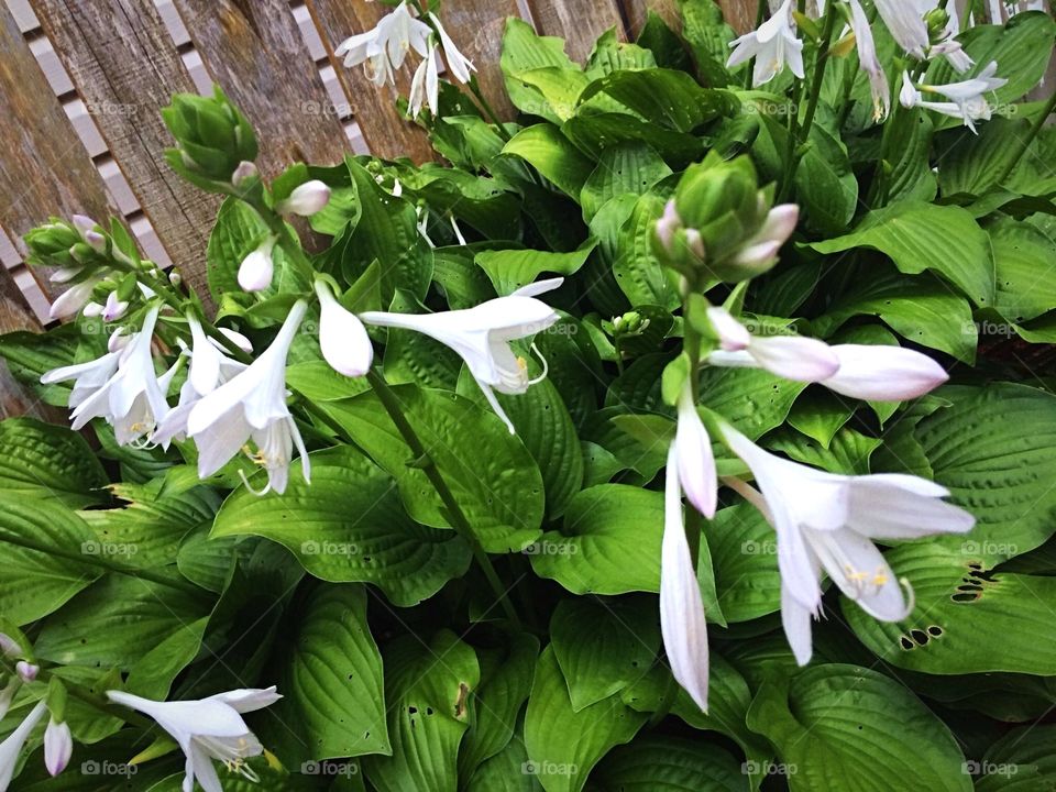 Hosta in bloom 