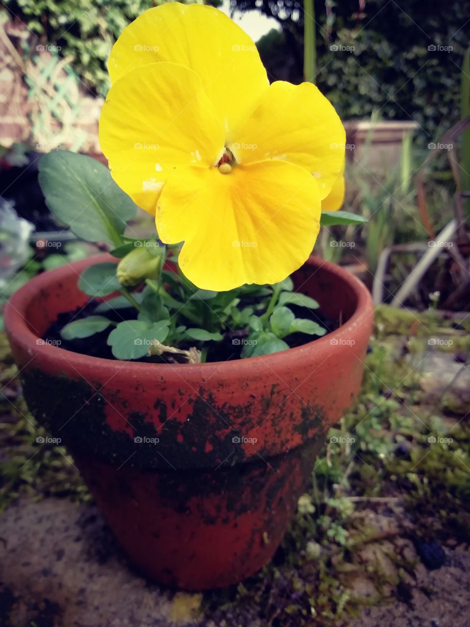 Yellow Pansy in a flower pot