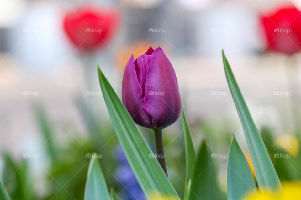 Tulip in a park, spring is here