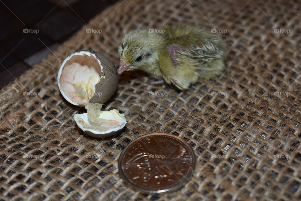 A tiny Button Quail just hatched from its small egg. With a quarter for comparison on burlap. 