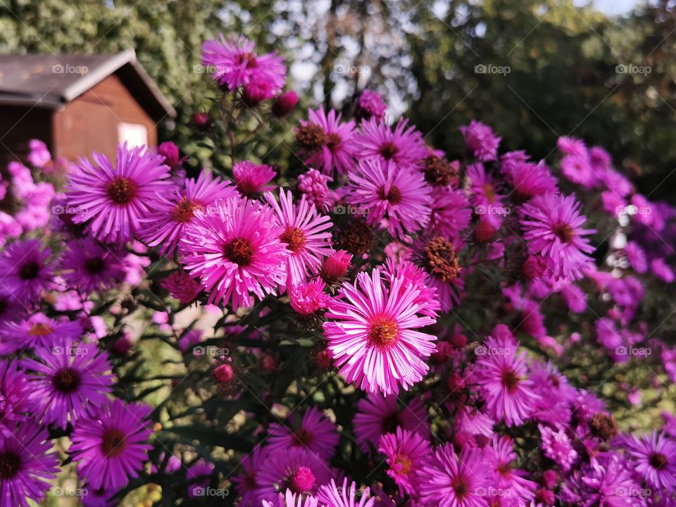 Autumn in the garden