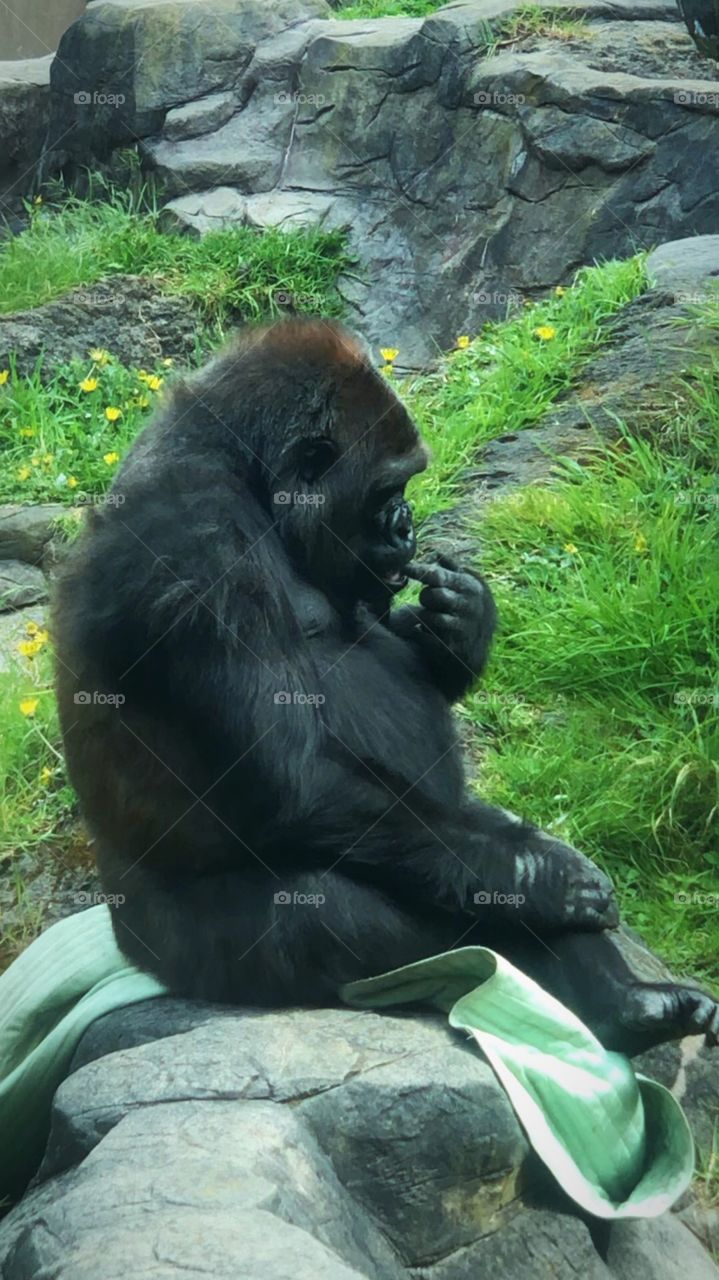 Gorilla