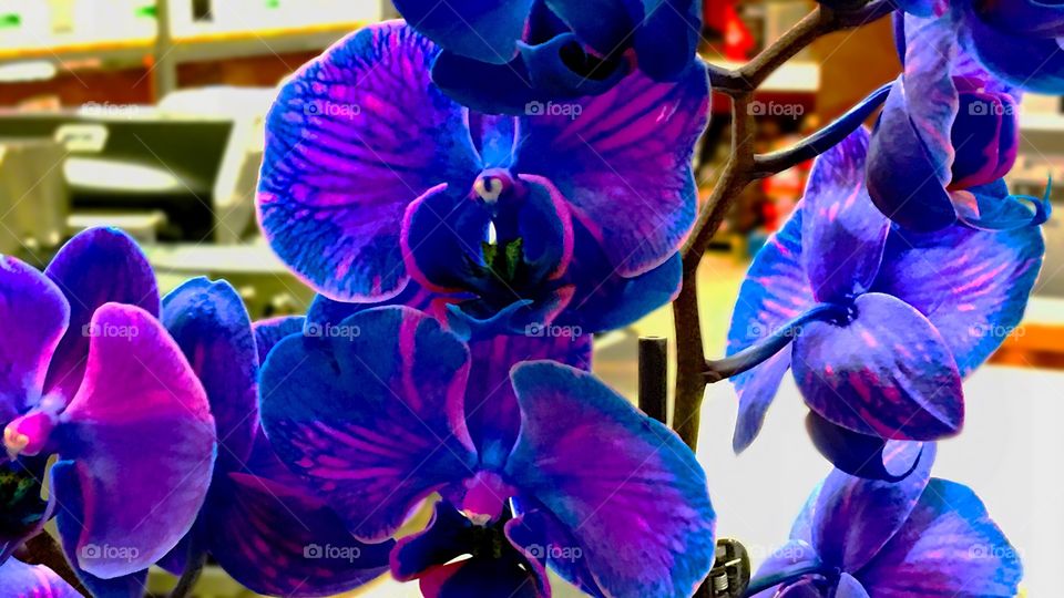 vivid purple and dark blue orchids 