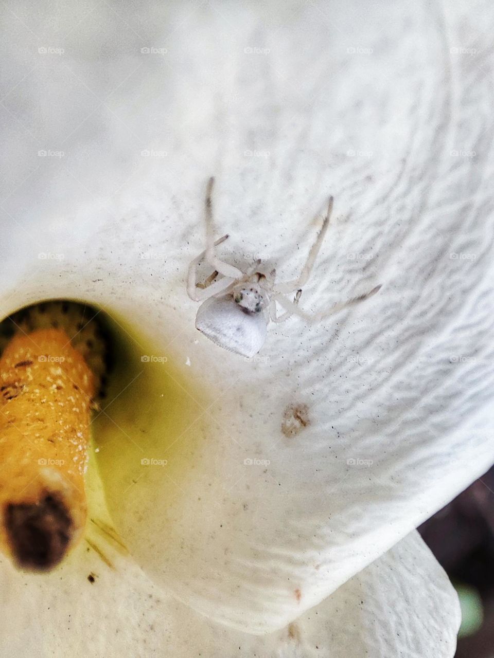 White crab spider