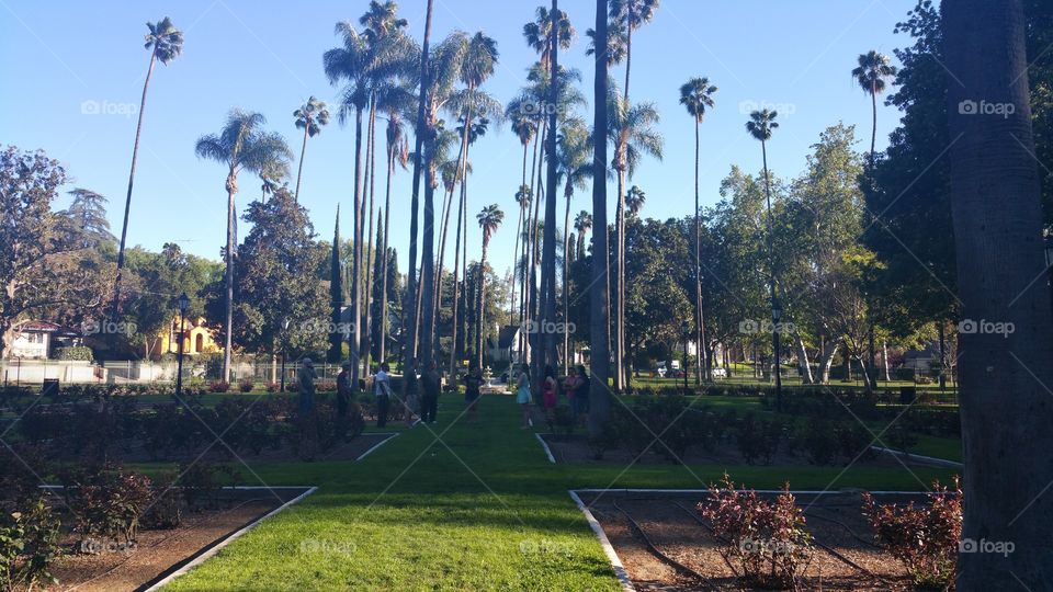palm trees at the park
