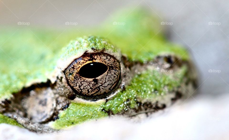 Frog Eye