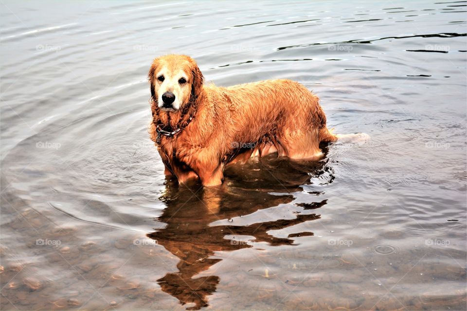 This beautiful old Golden boy was more than happy to spend a little playtime in the water.
