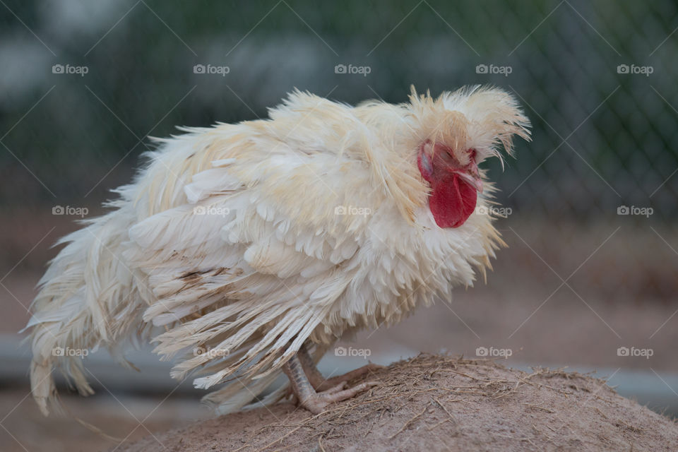 Bird, Poultry, Nature, Animal, Farm