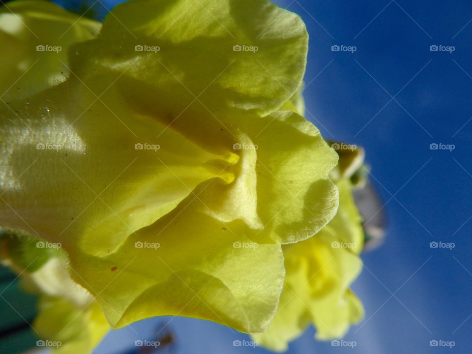 Yellow flower with blue sky