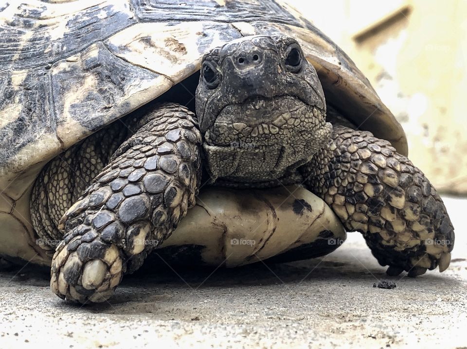 Closeup on turtle 