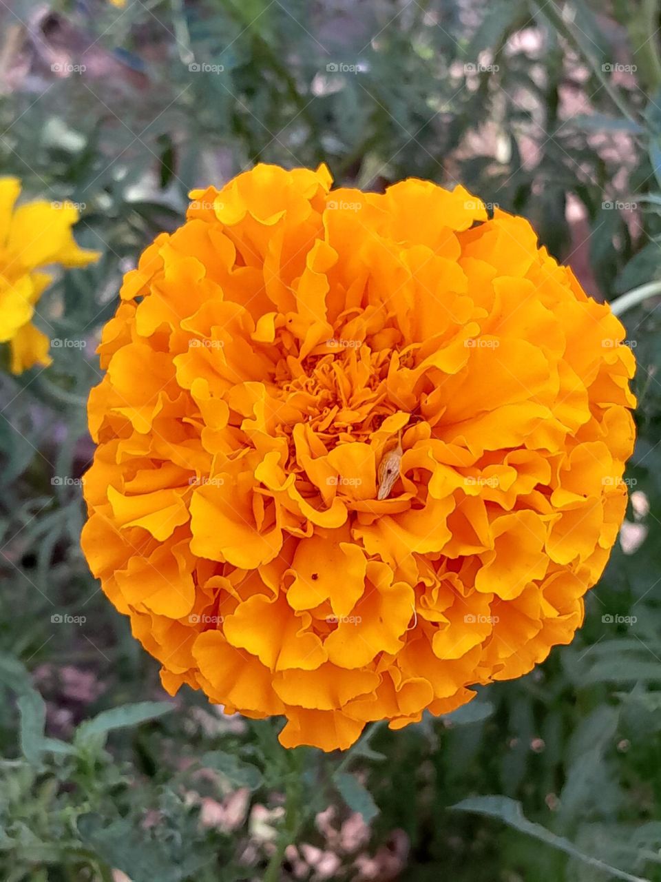 a big, bright yellow sun, roaming the earth as a flower.