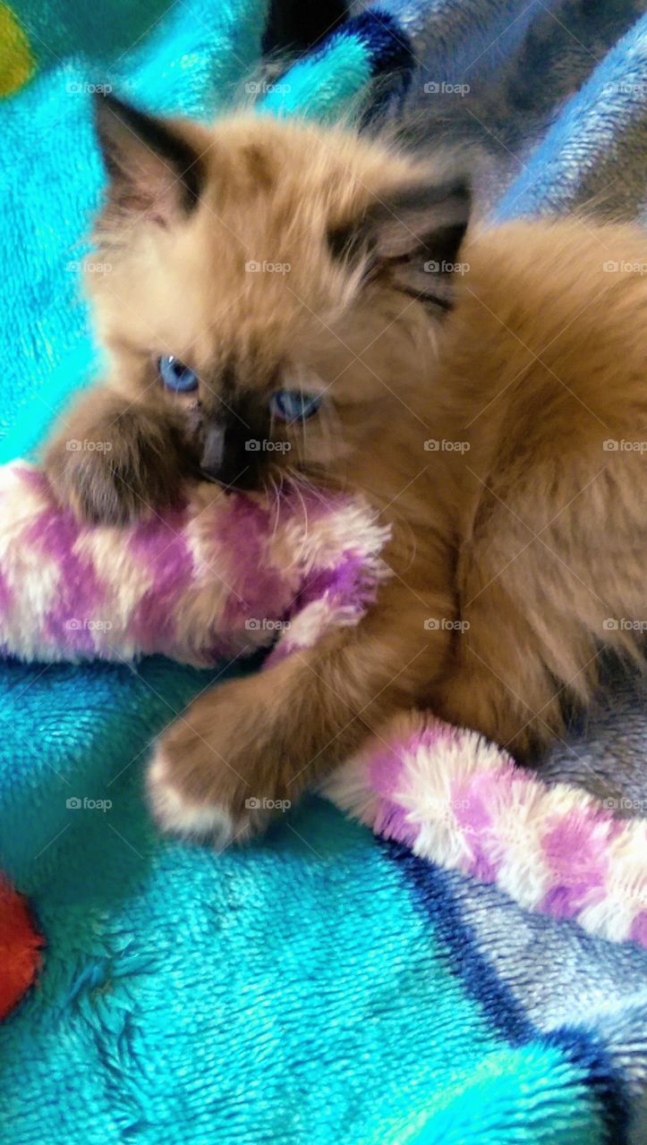 Baby kitten Bella with her favorite striped toy