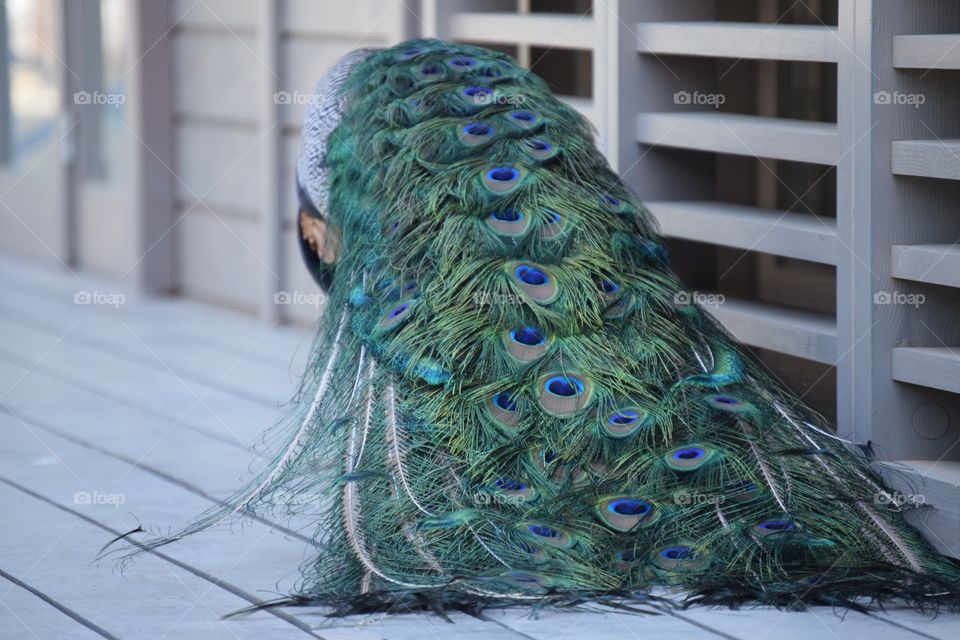 Beautiful peacock on Lokrum island