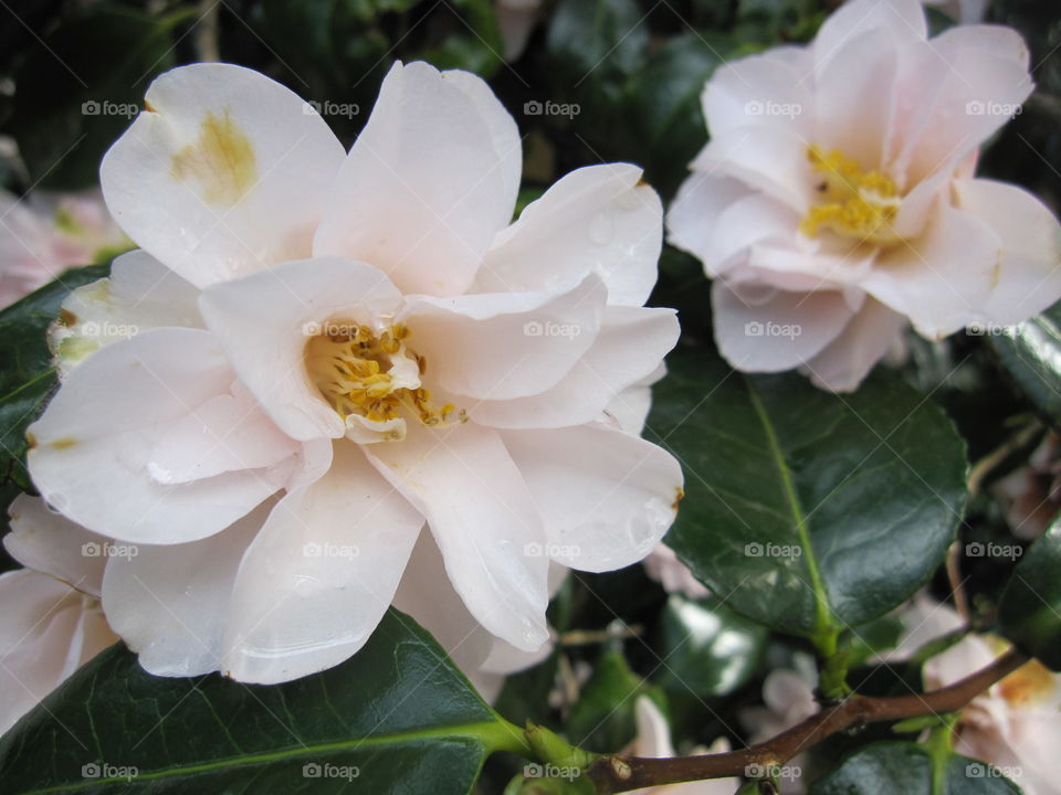 Camellia Flowers