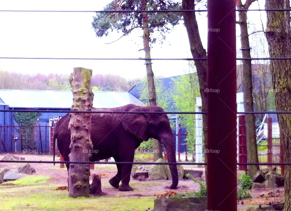 Elephant