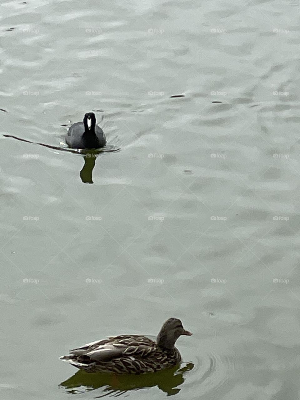 Majestic inspiration of love.