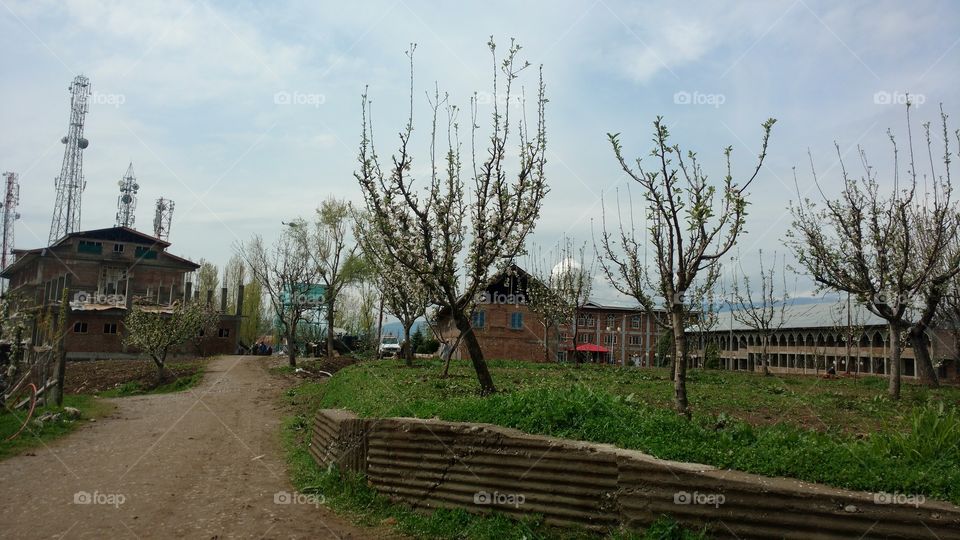 Tree, Landscape, House, Building, No Person