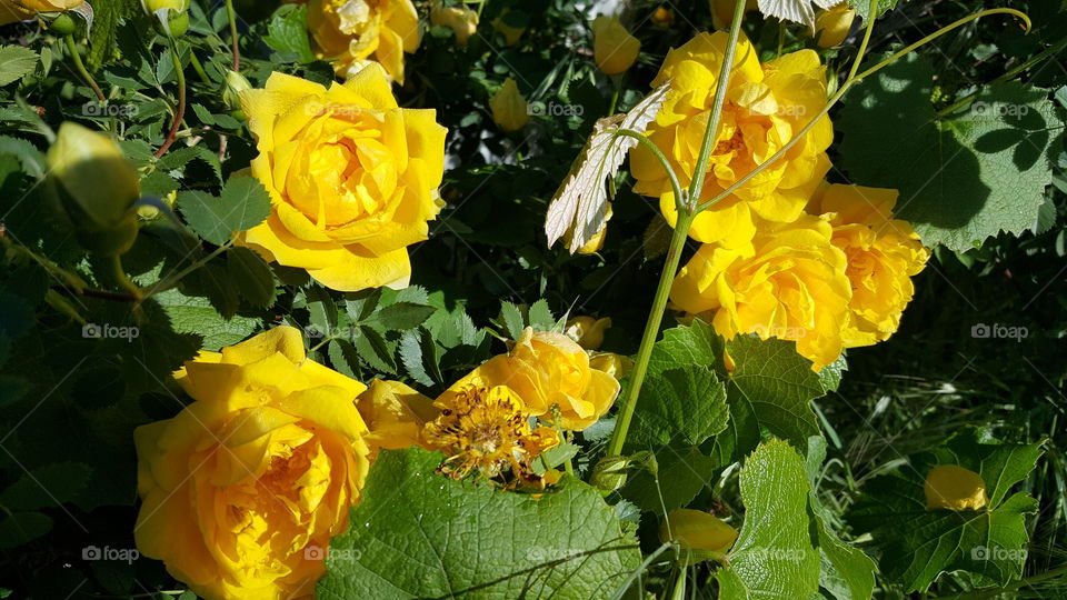 yellow roses