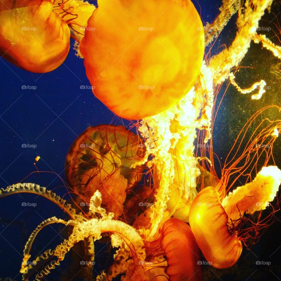 Tangled jellyfishes