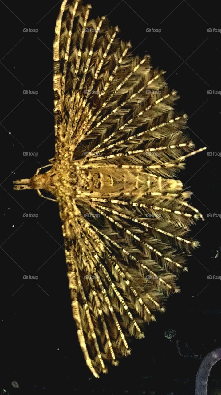 Moth - Alucita hexadactyla