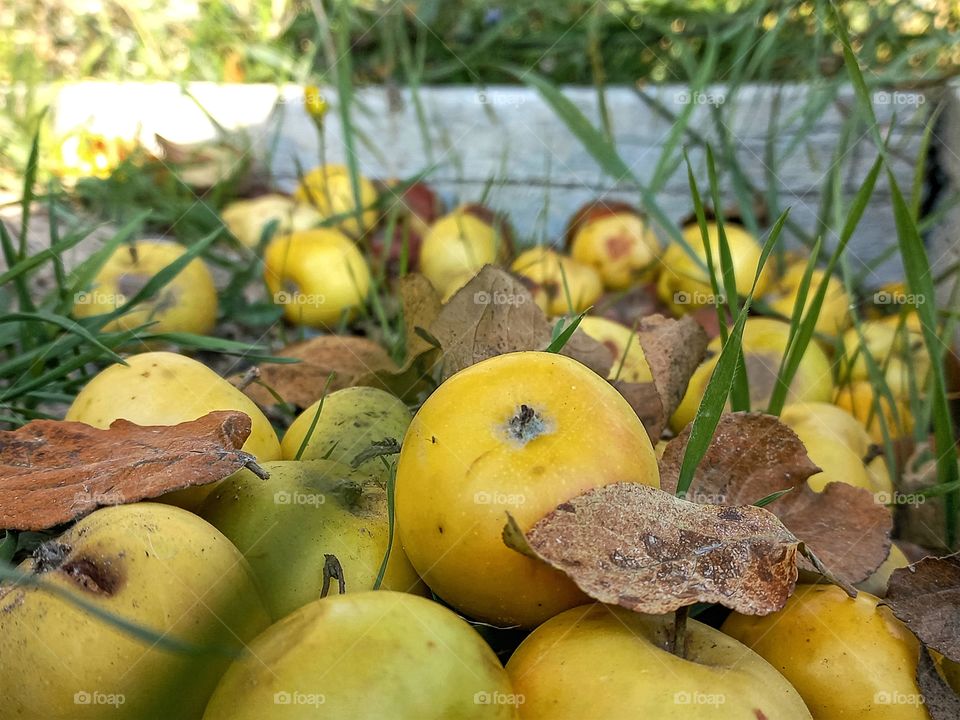 wild apple trees fallen to the ground in autumn