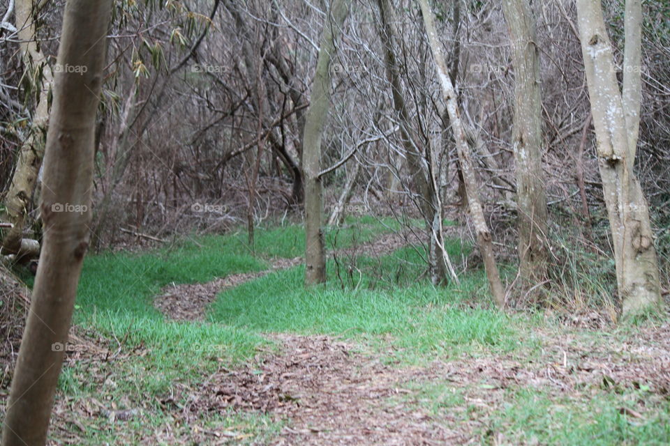 Grassy Glade