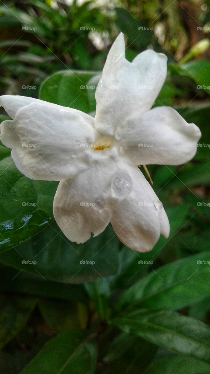 white flower