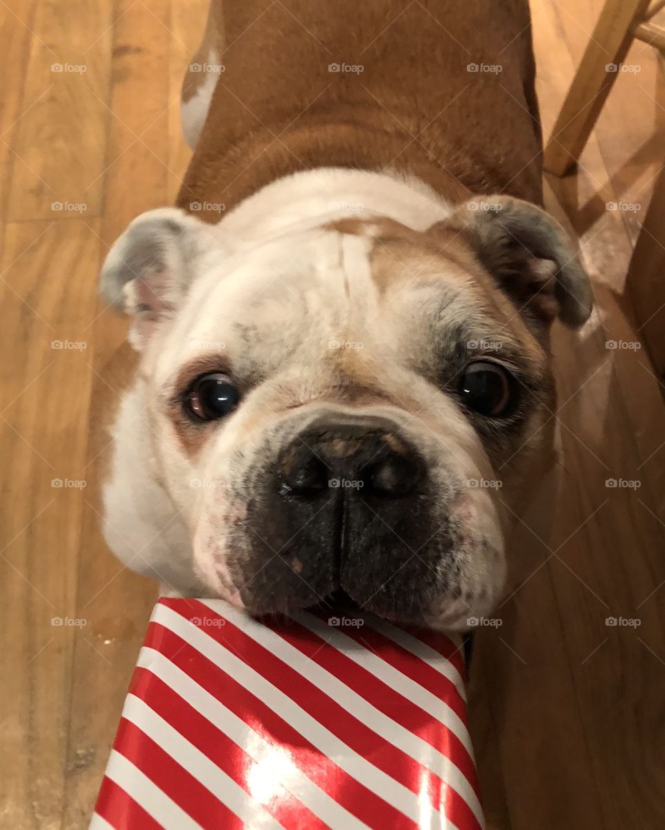 Allie with her Christmas gift 