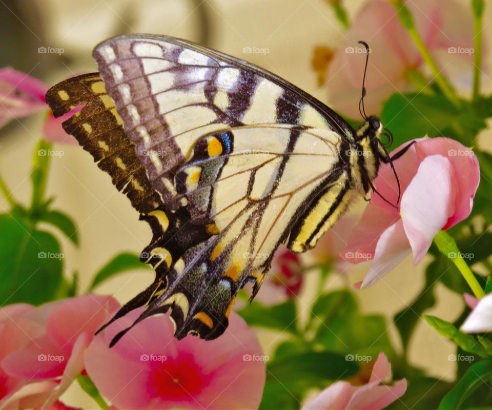 Backyard butterfly