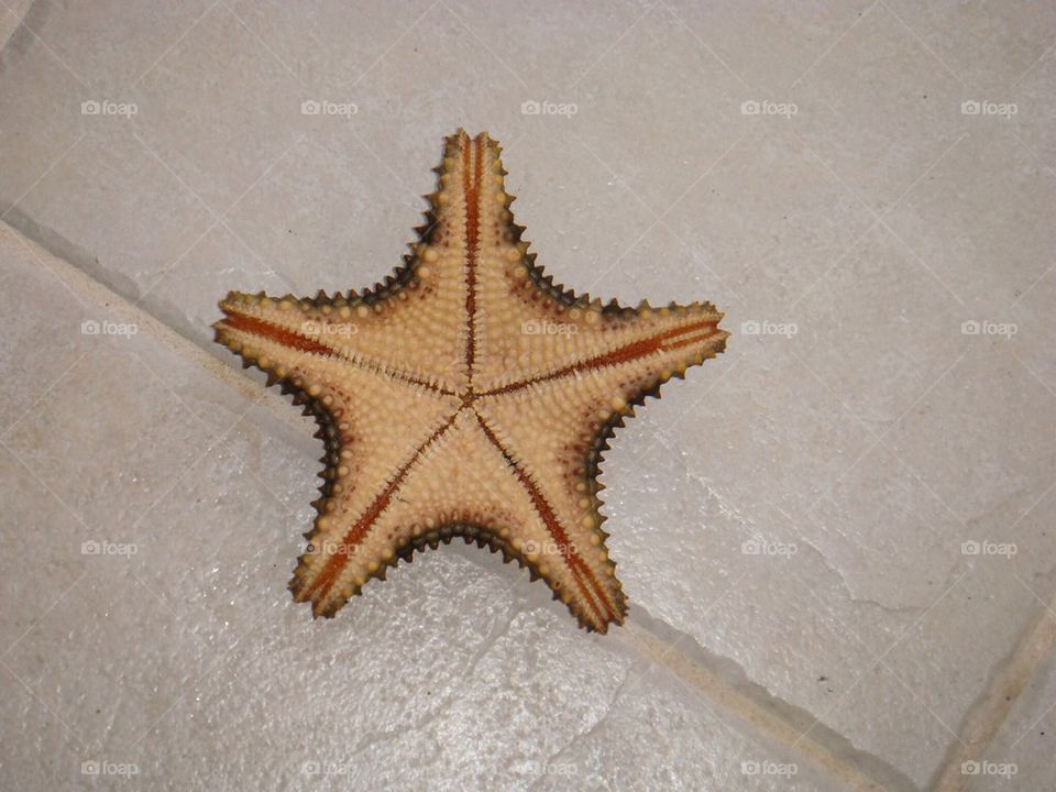 Starfish 